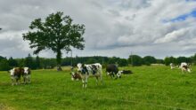 Des Normandes au pâturage