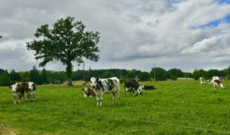 Des Normandes au pâturage