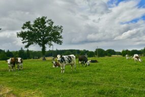 Des Normandes au pâturage