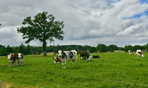 Des Normandes au pâturage