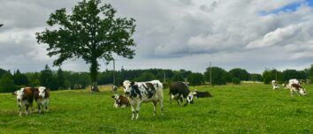 Des Normandes au pâturage