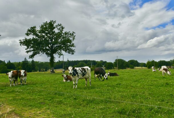Des Normandes au pâturage