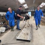 Trois hommes font monter une génisse de race Holstein sur le plateau d'une balance