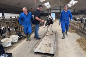Trois hommes font monter une génisse de race Holstein sur le plateau d'une balance