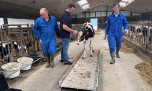 Trois hommes font monter une génisse de race Holstein sur le plateau d'une balance