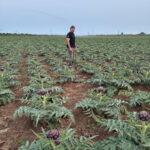 Un homme debout dans une parcelle plantée d'artichauts