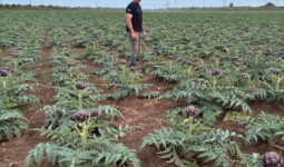 Un homme debout dans une parcelle plantée d'artichauts
