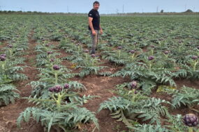 Un homme debout dans une parcelle plantée d'artichauts
