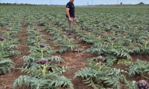 Un homme debout dans une parcelle plantée d'artichauts