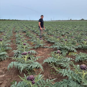 Un homme debout dans une parcelle plantée d'artichauts