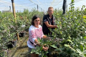 Un homme et une femme au milieu de plants produisant des myrtilles
