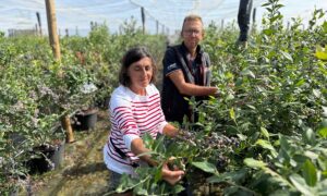 Un homme et une femme au milieu de plants produisant des myrtilles