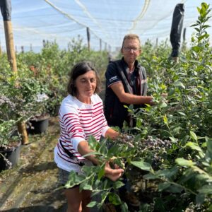 Un homme et une femme au milieu de plants produisant des myrtilles