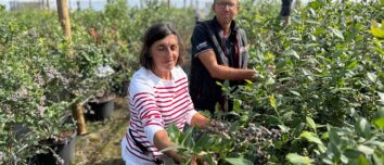 Un homme et une femme au milieu de plants produisant des myrtilles