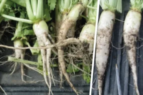 des radis blanc fraichement arrachés