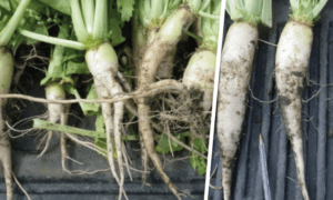des radis blanc fraichement arrachés