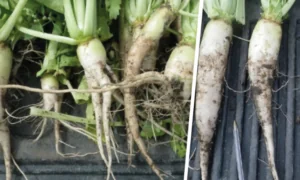 des radis blanc fraichement arrachés