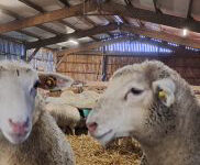 Des mouton dans un bâtiment d'élevage