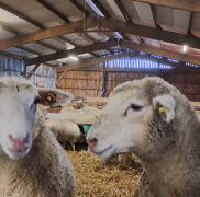 Des mouton dans un bâtiment d'élevage