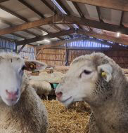 Des mouton dans un bâtiment d'élevage