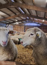 Des mouton dans un bâtiment d'élevage