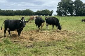 vaches laitières en bale-grazing dans un champ, l'été en Bretagne