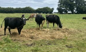 vaches laitières en bale-grazing dans un champ, l'été en Bretagne