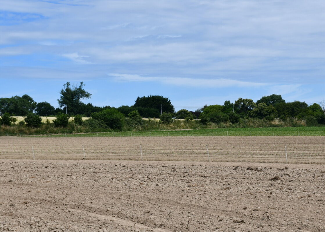 Des haies limitent le vent et l’érosion sur la ferme.