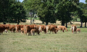 troupeau de limousines allaitantes avec leurs veaux au pâturage
