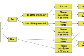 Graphique maïs des clés de détermination pour une récolte précoce du maïs