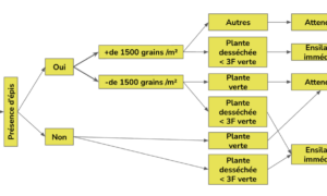 Graphique maïs des clés de détermination pour une récolte précoce du maïs