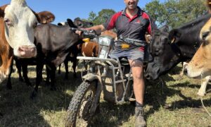 Un homme sur une moto au milieu d'un troupeau de vaches