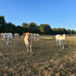 Des vaches dans un champ d'herbe brulée par le soleil et la sécheresse