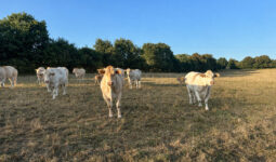 Des vaches dans un champ d'herbe brulée par le soleil et la sécheresse