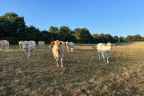 Des vaches dans un champ d'herbe brulée par le soleil et la sécheresse