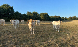 Des vaches dans un champ d'herbe brulée par le soleil et la sécheresse
