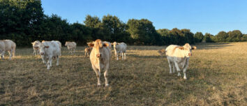 Des vaches dans un champ d'herbe brulée par le soleil et la sécheresse