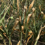 Un champ de maïs grain stressé par la sécheresse