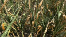 Un champ de maïs grain stressé par la sécheresse