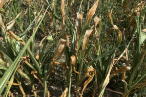 Un champ de maïs grain stressé par la sécheresse