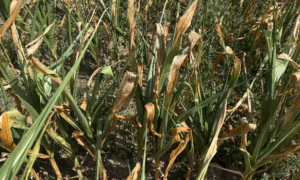 Un champ de maïs grain stressé par la sécheresse