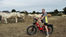 Un éleveur à vélo au milieu de ses vaches