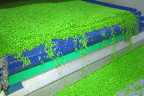Des petit pois sur une chaine de production d'une usine de légumes