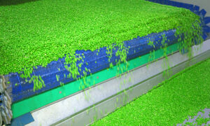 Des petit pois sur une chaine de production d'une usine de légumes