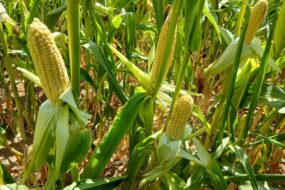 Gros plan sur des épis de maïs dans un champ