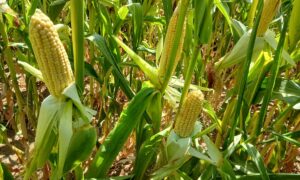 Gros plan sur des épis de maïs dans un champ