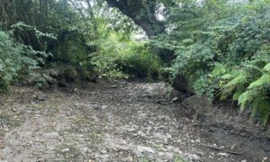 Une rivière à sec qui ressemble à un chemin creux