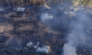 Des ruches ravagées par les flammes