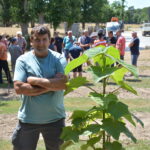 Un homme devant un jeune plant de pawlonia
