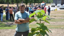 Un homme devant un jeune plant de pawlonia